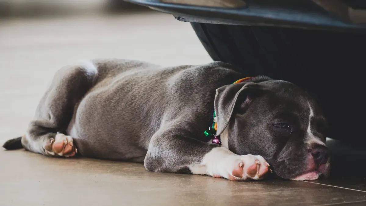 A dog crouched low and hiding under a table while rain streaks a nearby window