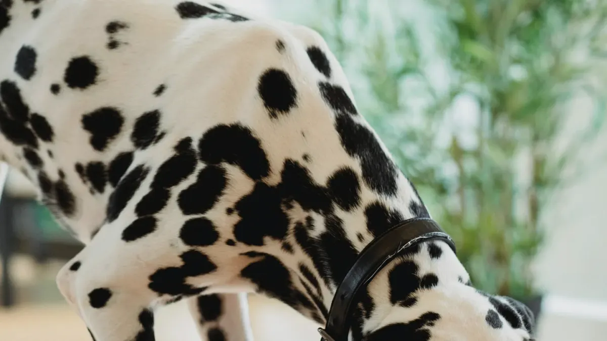 A dog eating from a bowl indoors