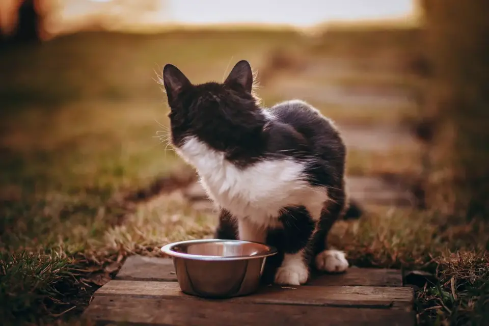 A dog eating from a raised slow-feeder bowl in a kitchen