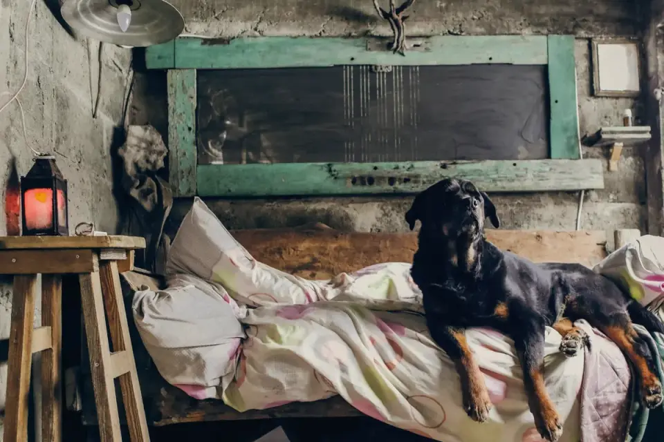 A dog resting calmly in a covered den-style bed indoors
