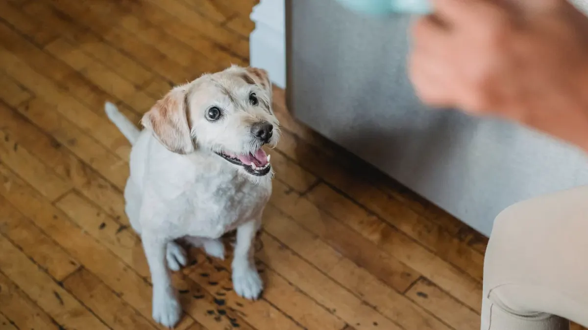 A dog sitting beside its food bowl in a kitchen, looking up at its owner