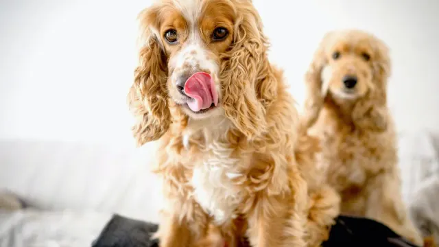 A dog sitting on a kitchen floor licking its lips