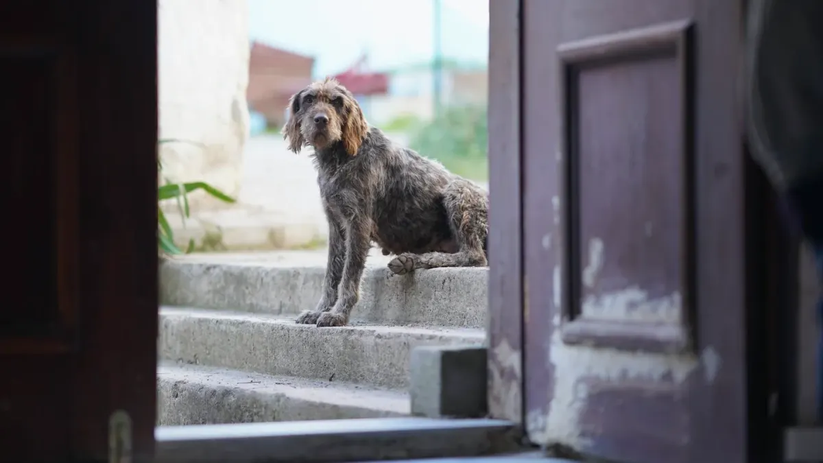 A dog standing near a front door looking toward it