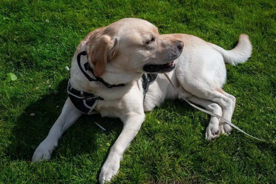 A dog standing near a patch of grass outdoors after vomiting once