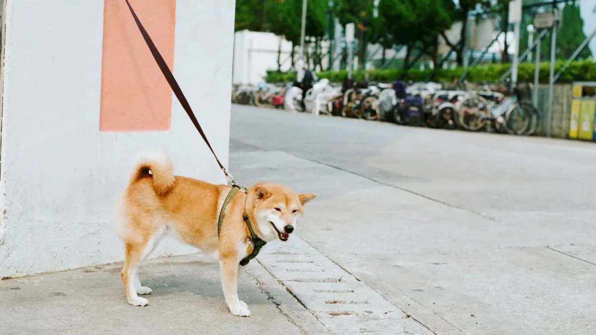 A dog standing stiffly on a leash outside a clinic, panting and watching the door