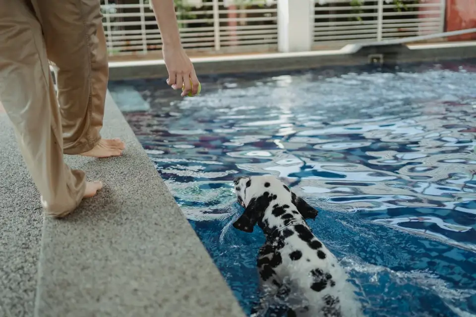 A dog swimming as part of a low-impact exercise routine