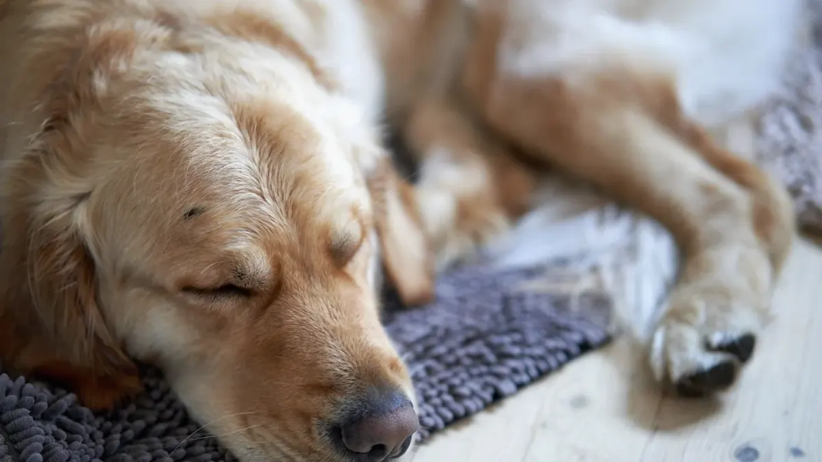A graying senior golden retriever resting comfortably on an orthopedic dog bed