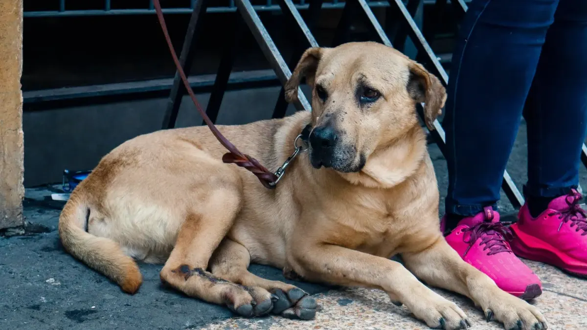 A large senior dog lying calmly on a rug indoors while an owner sits nearby