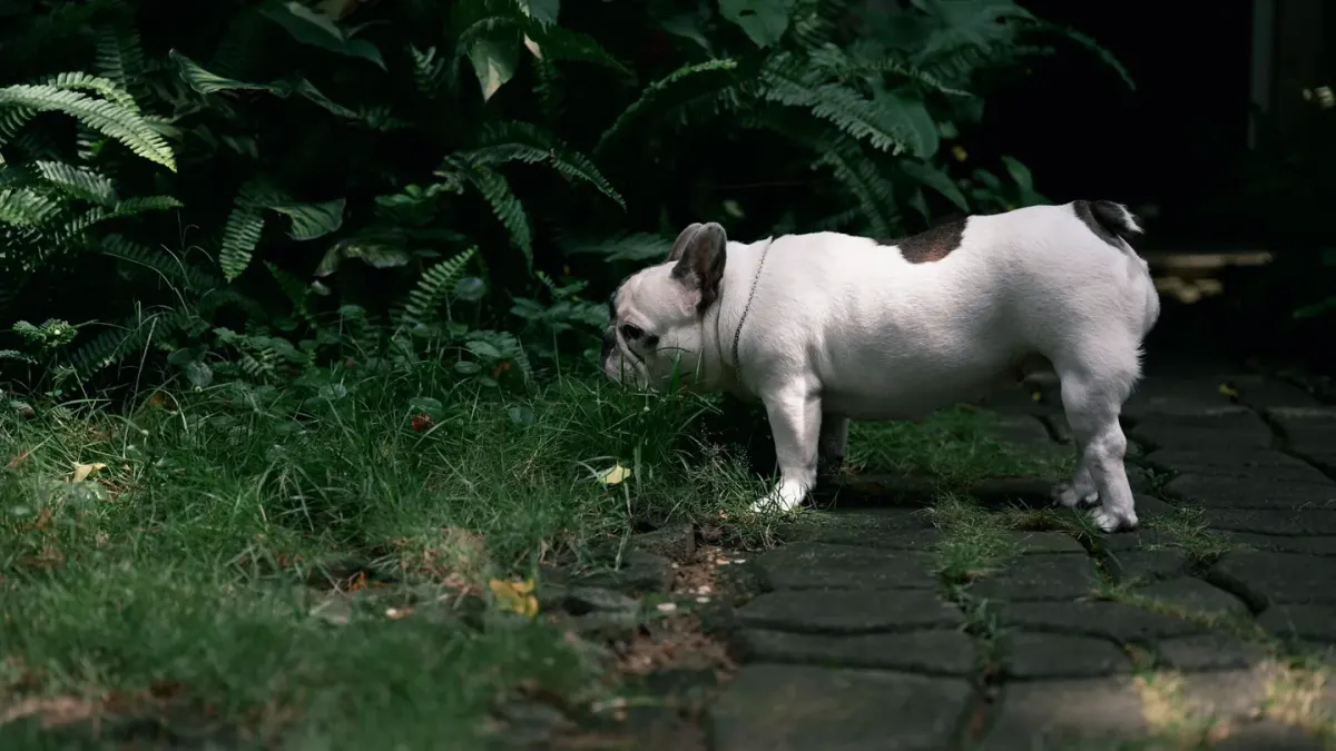 A medium-sized dog grazing on grass in a backyard