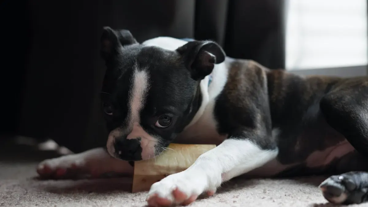 A medium-sized dog lying down and gnawing on a ridged dental chew