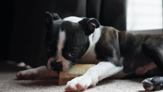 A medium-sized dog lying down and gnawing on a ridged dental chew