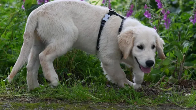 A medium-sized dog walking slowly along a garden path, favoring an even, unhurried pace