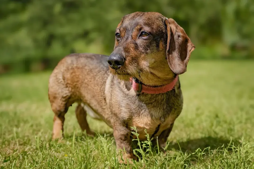 A senior dachshund eating slowly from a bowl on a kitchen floor