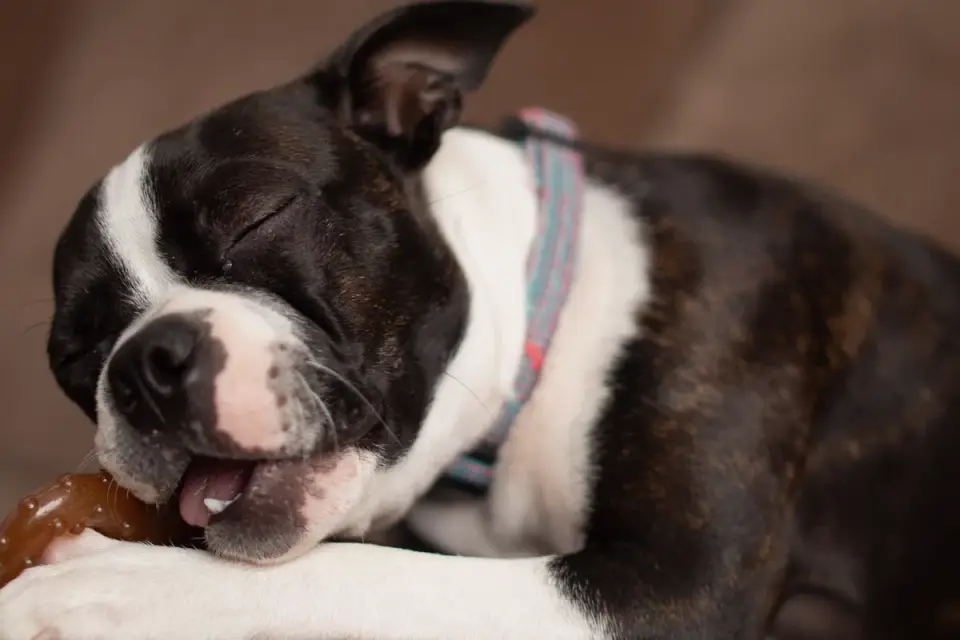 A senior dog eats from a bowl next to a small supplement chew