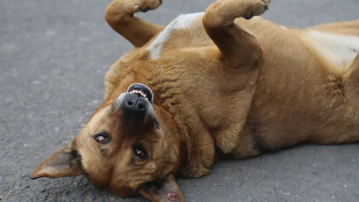 A senior dog pausing mid-rise, weight shifted off its back legs