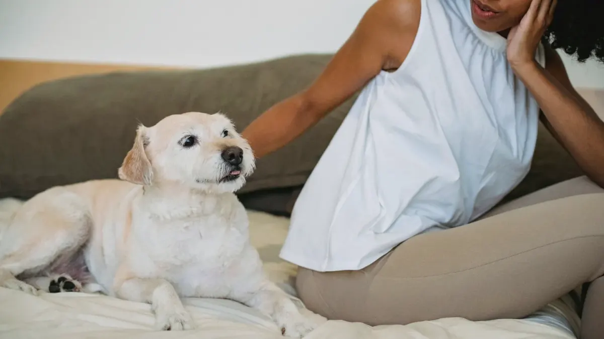 A senior dog resting on a couch cushion next to its owner