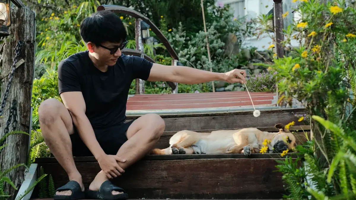 A senior dog sitting calmly beside its owner while being offered a chew