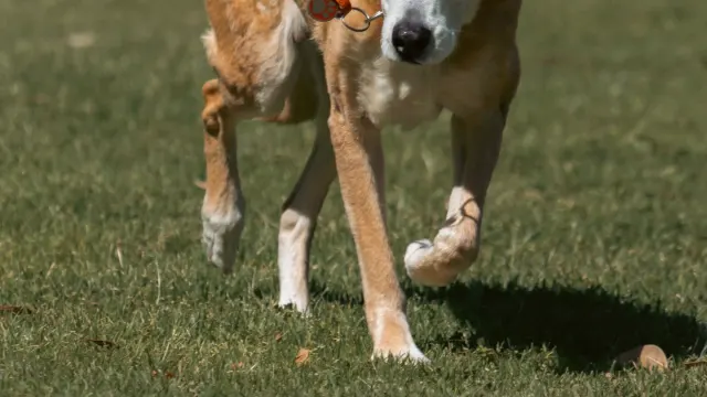 A senior dog walking outdoors