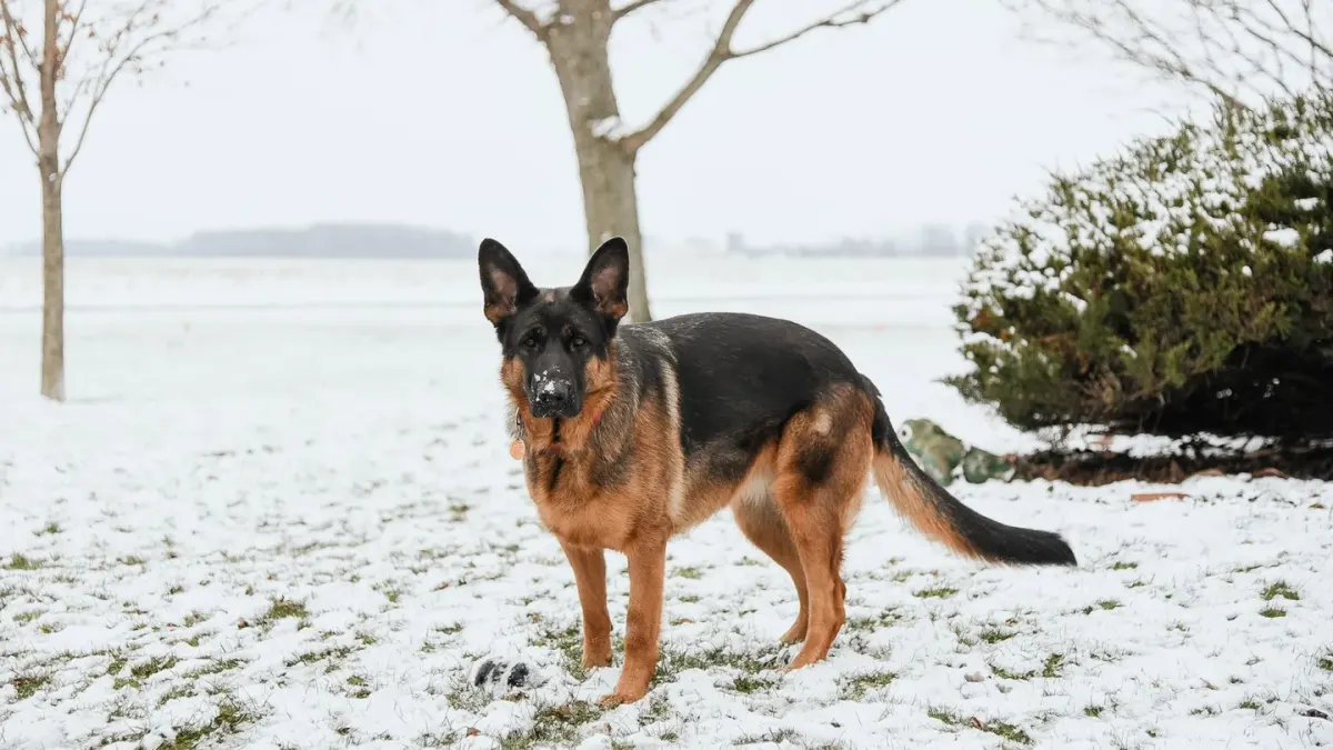 A senior German Shepherd attempting to rise on unsteady back legs indoors