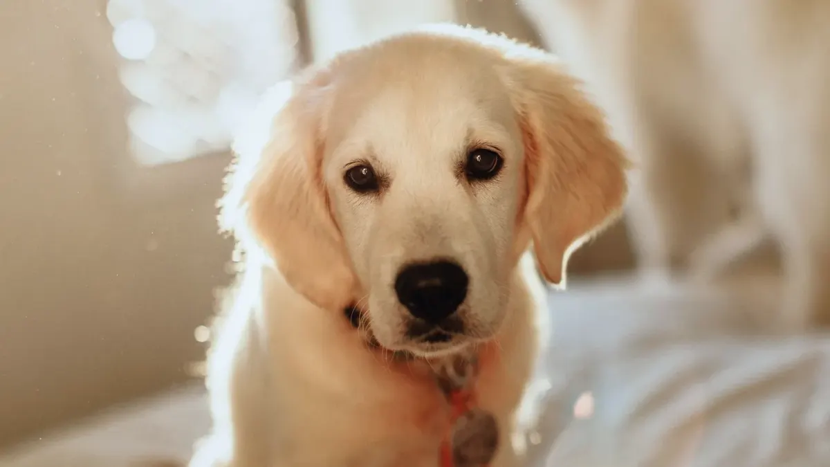 A senior golden retriever pushing up slowly from a dog bed on a hardwood floor