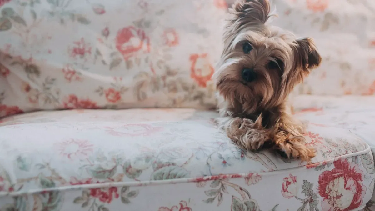 A small dog resting calmly on a couch in a quiet living room