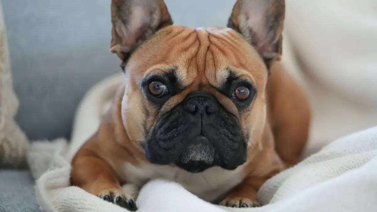 A small tan dog curled up and resting quietly on a blanket