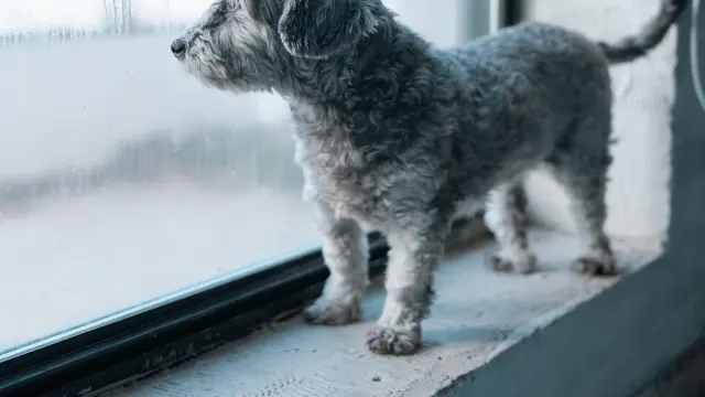 A small terrier drinking water from a bowl on a kitchen floor