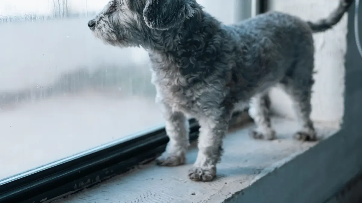 A small terrier drinking water from a bowl on a kitchen floor