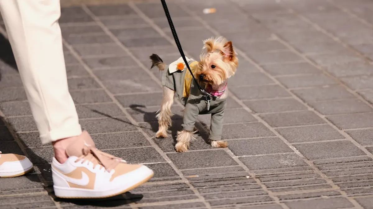 A small terrier eating from a bowl while an owner reads a supplement label nearby