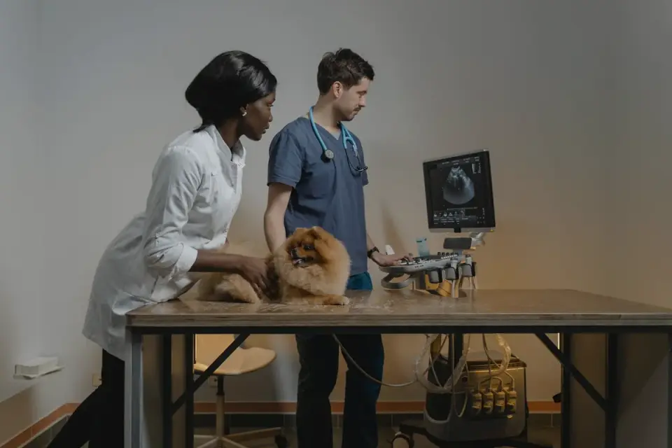A veterinarian and dog owner reviewing a supplement label together