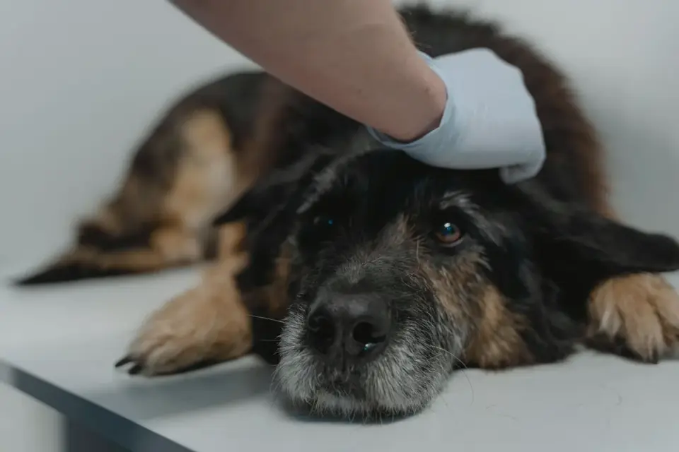 A veterinarian examining a senior dog&#x27;s hip and hind leg during a checkup