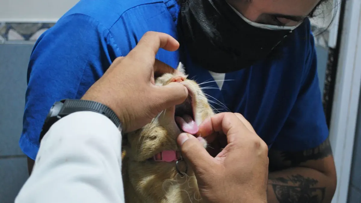 A veterinarian gently checks a graying golden retriever during a wellness visit