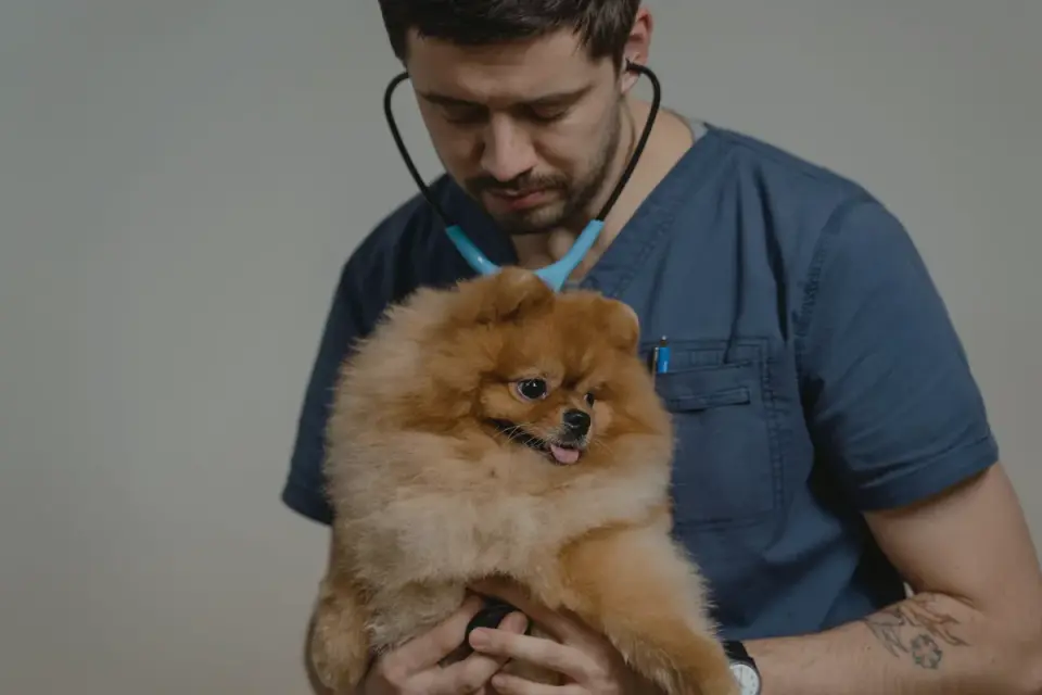 A veterinarian gently examining an older dog during a check-up