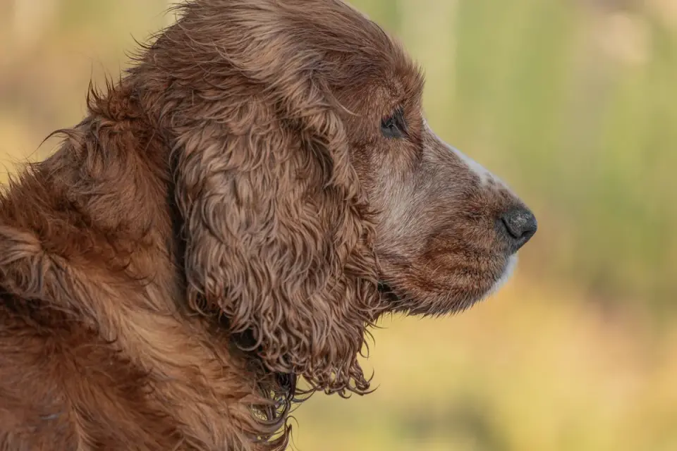 A veterinarian gently examining an older dog&#x27;s hip during a wellness exam