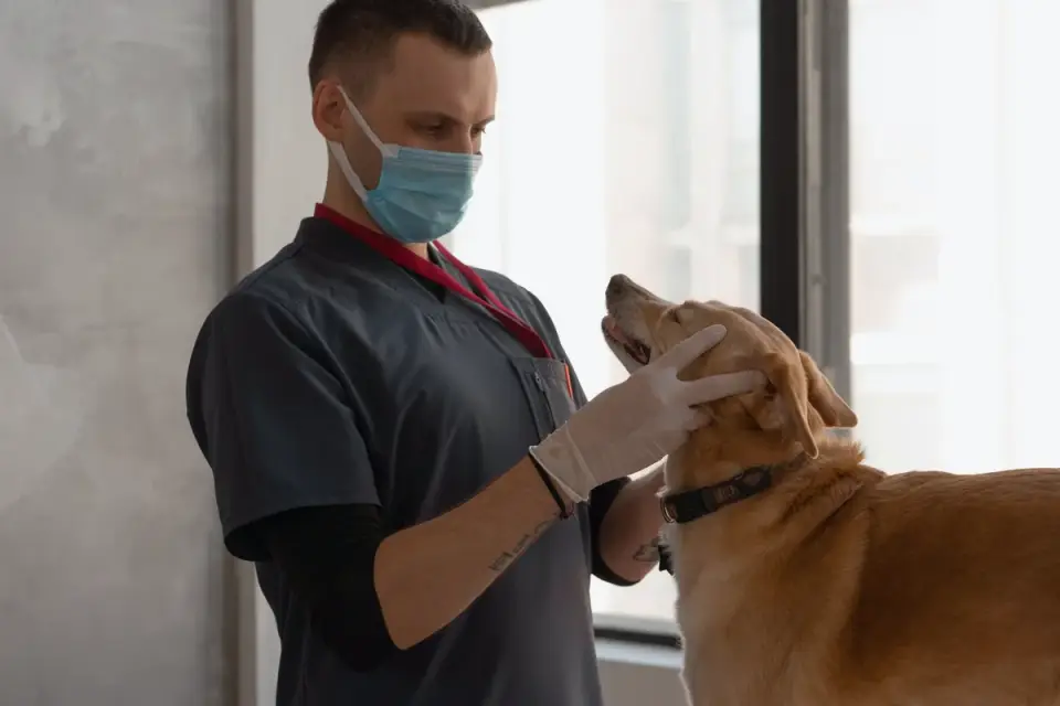 A veterinarian gently examining a cocker spaniel during a checkup
