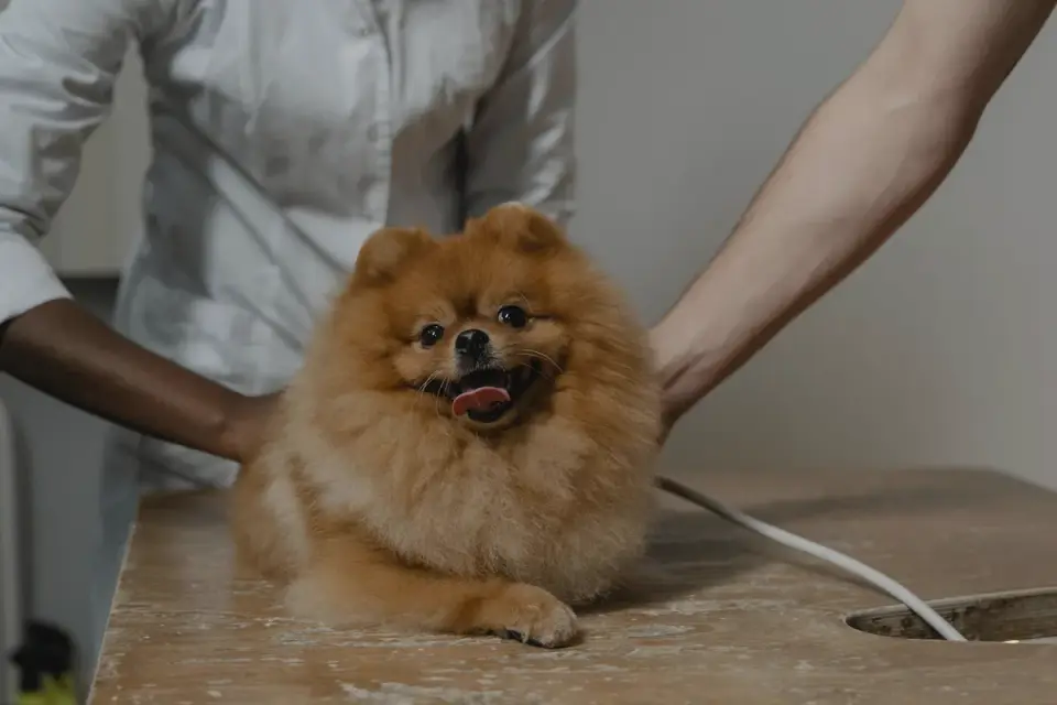 A veterinarian gently examining a dog&#x27;s abdomen on an exam table