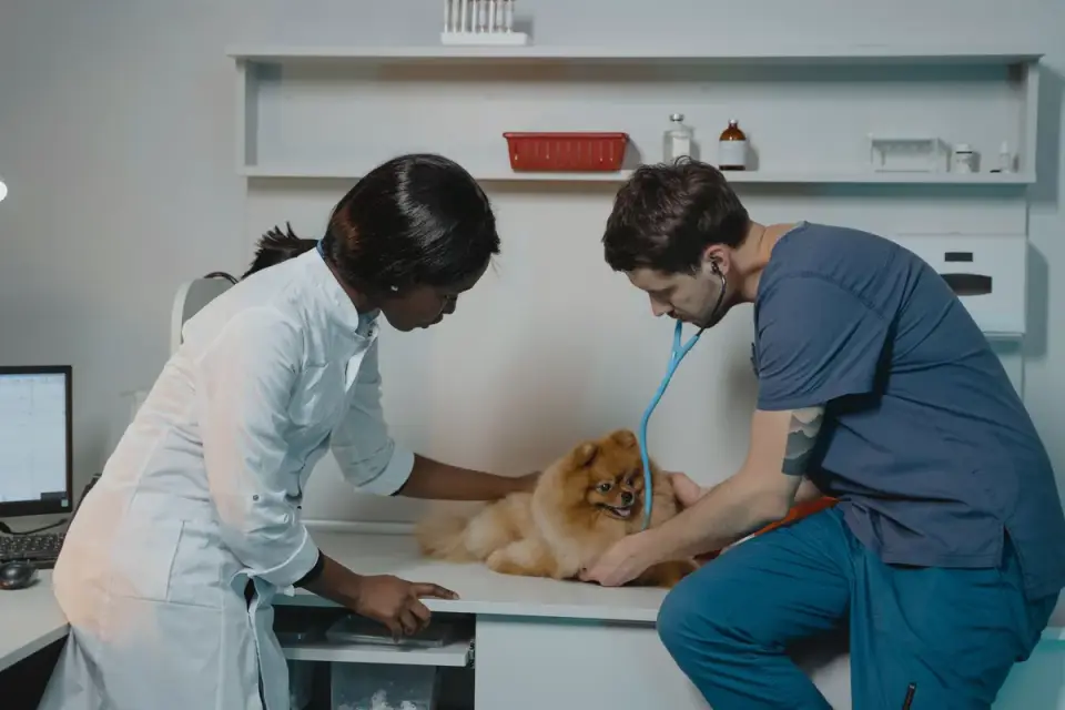 A veterinarian gently examining a nervous-looking dog on an exam table