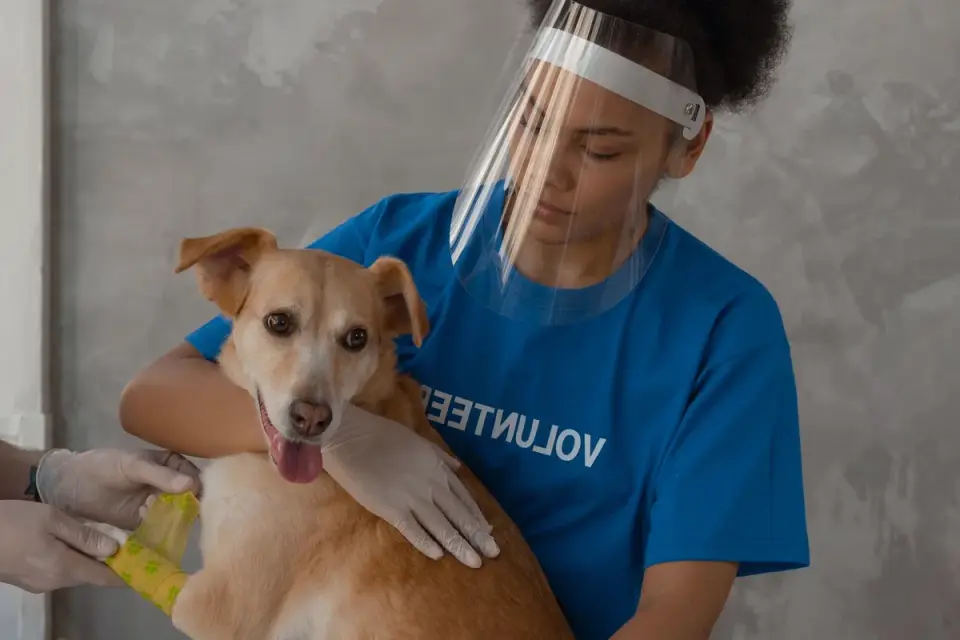 A veterinarian gently examining a relaxed dog on an exam table