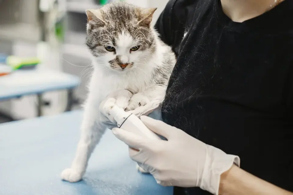 A veterinarian gently examining a senior dog&#x27;s hind leg on an exam table