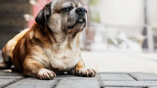 A veterinarian gently examining a senior dog's hip and hind leg