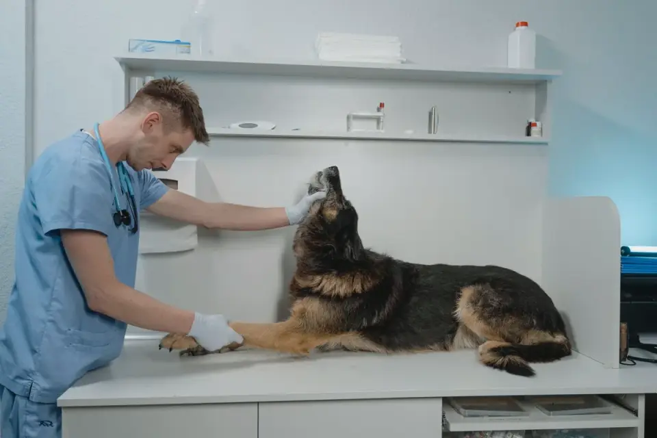 A veterinarian gently opening a dog&#x27;s mouth to examine its teeth and gums