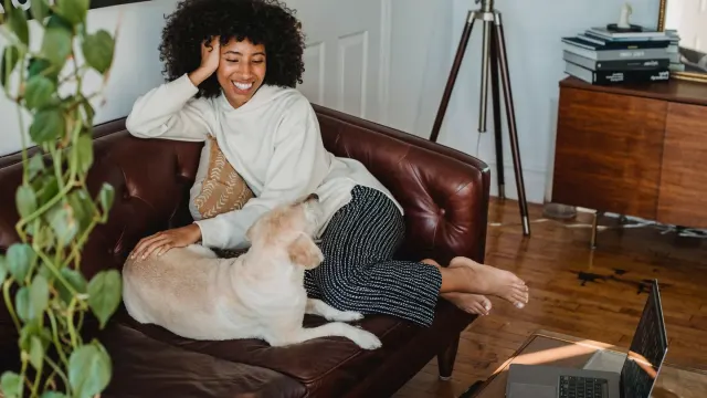 A veterinarian gently palpating a dog's abdomen during a wellness exam