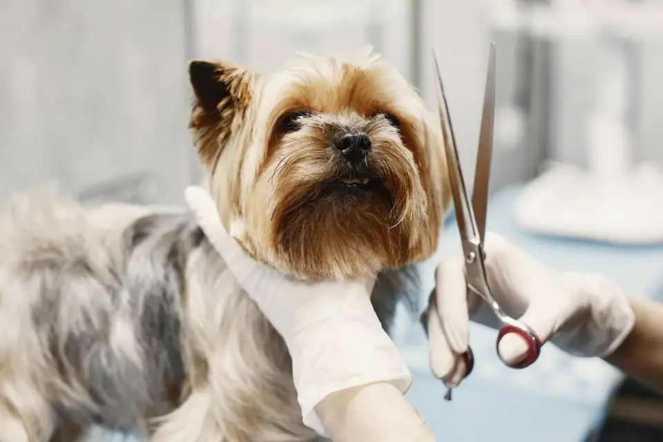 A veterinarian running hands along the spine of an older dog during an exam
