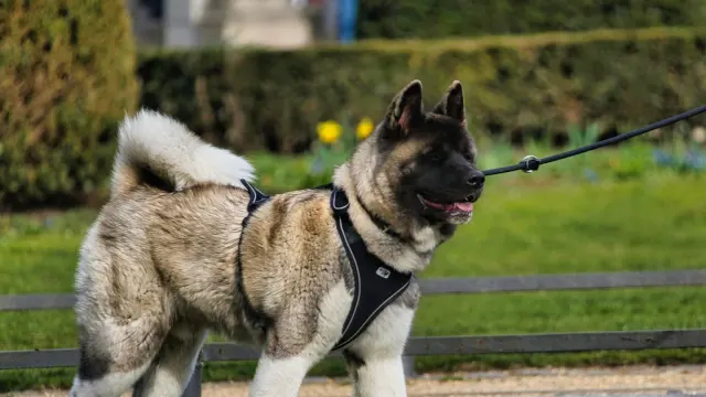 A young large-breed puppy walking across a yard, favoring a front leg