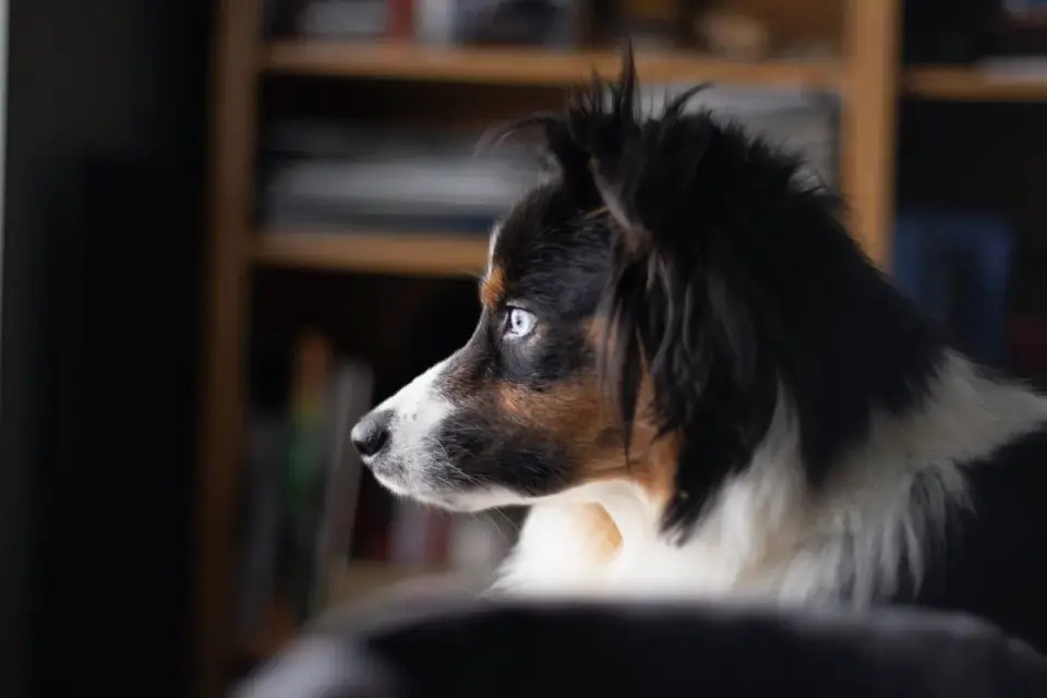 An Australian Shepherd lying calmly on an indoor dog bed