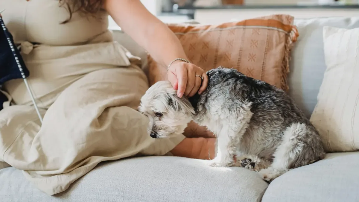 An older dog lying calmly on a rug while an owner sits nearby