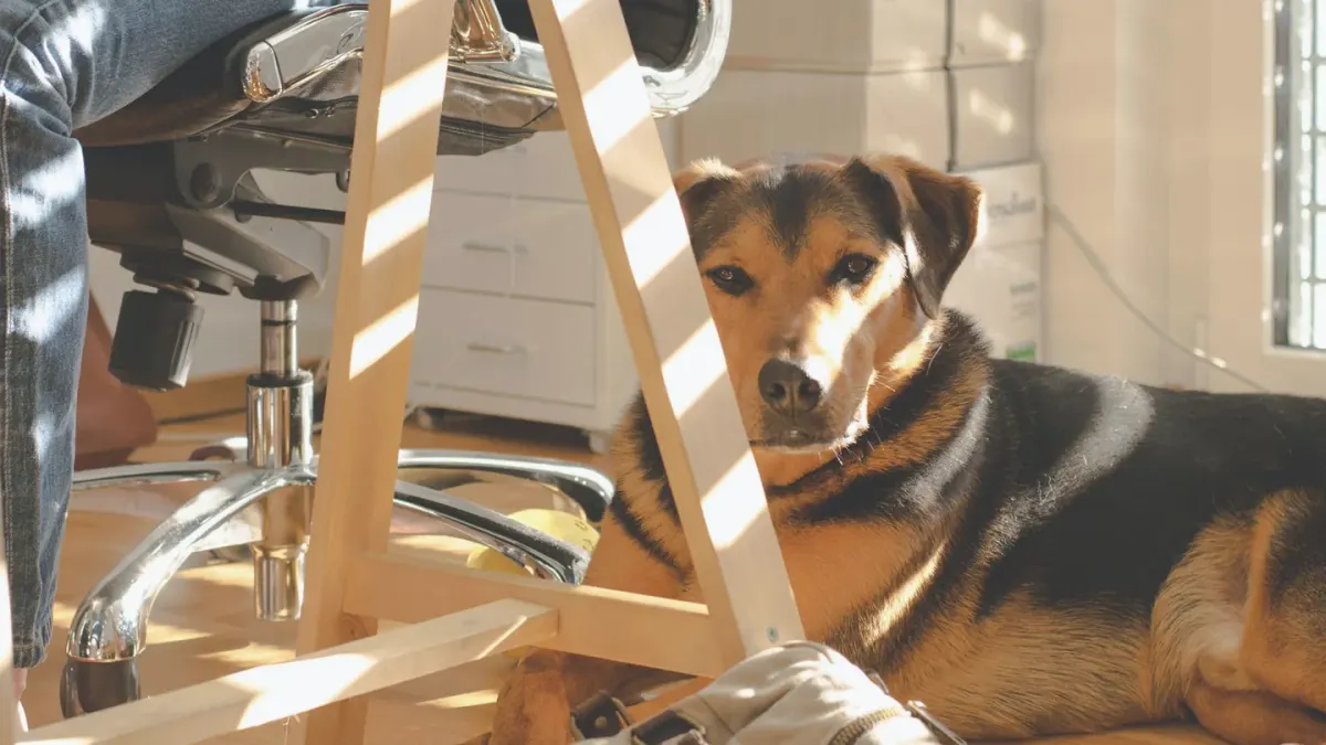 An older dog pausing halfway through standing up on a hardwood floor