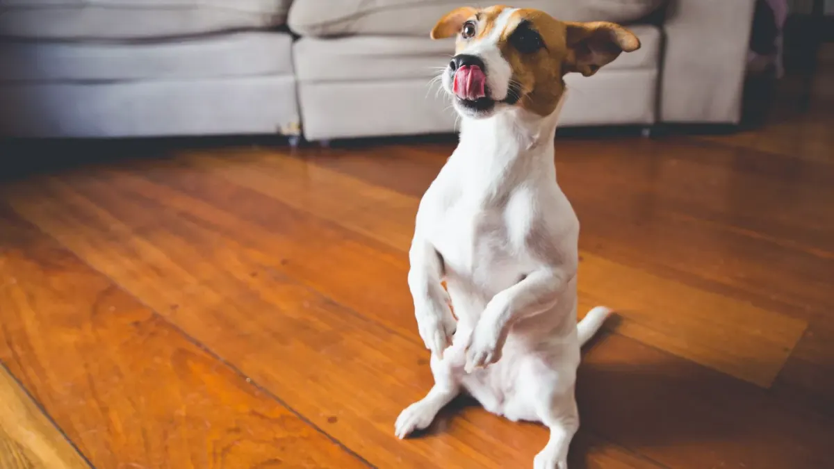 An older dog pausing mid-rise from a rug, weight shifted onto its front legs