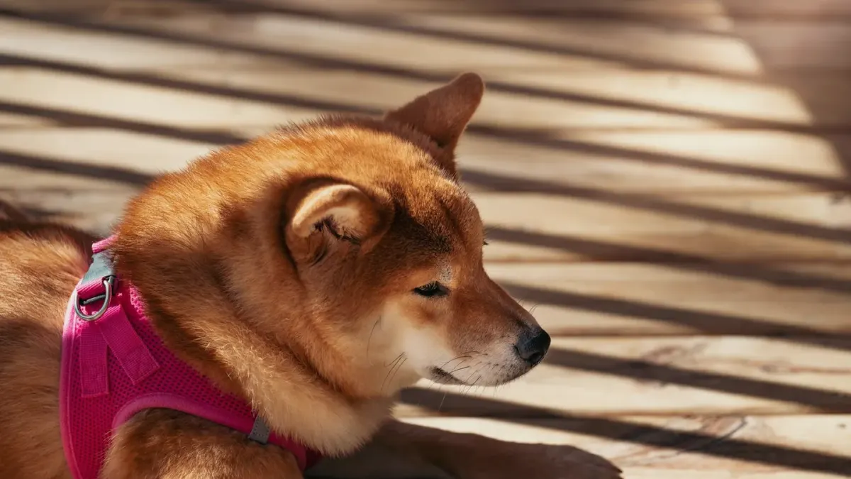An older dog standing indoors with visible hip bones and a thinning topline