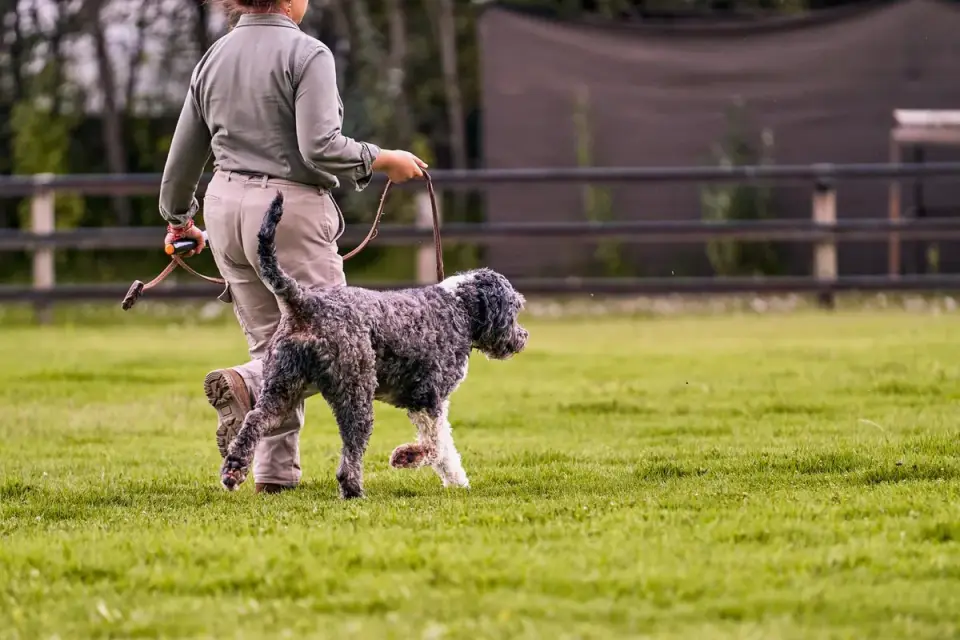 An older dog walking slowly on grass beside its owner